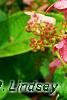 Hydrangea paniculata 'Bulk', flowers