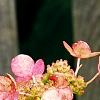 Hydrangea paniculata 'Bulk', flowers