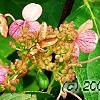 Hydrangea paniculata 'Bulk', flowers