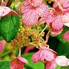 Hydrangea paniculata 'Bulk', flowers