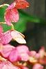 Hydrangea paniculata 'Bulk', flowers