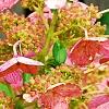 Hydrangea paniculata 'Bulk', flowers