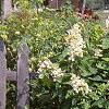 Hydrangea paniculata 'Tardiva', habit