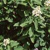 Hydrangea paniculata 'Tardiva', habit