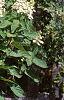 Hydrangea paniculata 'Tardiva', habit