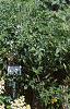 Hydrangea paniculata 'Tardiva', habit