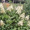 Hydrangea paniculata 'Tardiva', habit
