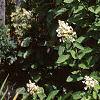 Hydrangea paniculata 'Tardiva', habit