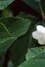 Hydrangea paniculata 'Tardiva', flowers