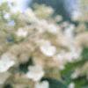 Hydrangea paniculata 'Tardiva', flowers