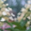 Hydrangea paniculata 'Tardiva', flowers