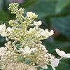 Hydrangea paniculata 'Tardiva', flowers