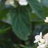 Hydrangea paniculata 'Tardiva', flowers