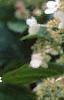 Hydrangea paniculata 'Tardiva', flowers