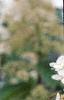 Hydrangea paniculata 'Tardiva', flowers