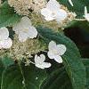 Hydrangea paniculata 'Tardiva', flowers