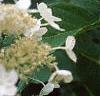 Hydrangea paniculata 'Tardiva', flowers