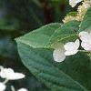 Hydrangea paniculata 'Tardiva', flowers