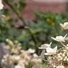 Hydrangea paniculata 'Tardiva', flowers