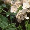 Hydrangea paniculata 'Tardiva', flowers