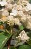Hydrangea paniculata 'Tardiva', flowers