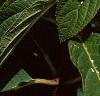 Hydrangea paniculata 'Tardiva', flowers
