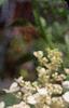Hydrangea paniculata 'Tardiva', flowers