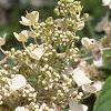 Hydrangea paniculata 'Tardiva', flowers