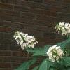 Hydrangea quercifolia, habit