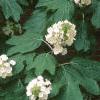 Hydrangea quercifolia, habit
