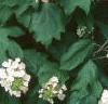 Hydrangea quercifolia, habit