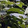 Hydrangea quercifolia, habit