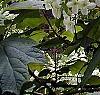Hydrangea quercifolia, habit