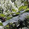 Hydrangea quercifolia, habit