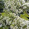 Hydrangea quercifolia, habit