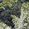 Hydrangea quercifolia, habit