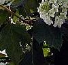 Hydrangea quercifolia, habit