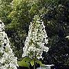 Hydrangea quercifolia, habit
