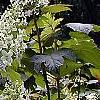 Hydrangea quercifolia, habit