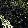 Hydrangea quercifolia, habit