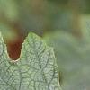 Hydrangea quercifolia, leaves