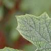 Hydrangea quercifolia, leaves