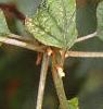 Hydrangea quercifolia, leaves