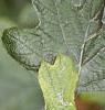 Hydrangea quercifolia, leaves