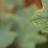 Hydrangea quercifolia, leaves