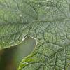 Hydrangea quercifolia, leaves