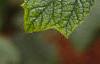 Hydrangea quercifolia, leaves