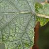 Hydrangea quercifolia, leaves