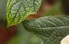 Hydrangea quercifolia, leaves