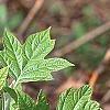 Hydrangea quercifolia, leaves